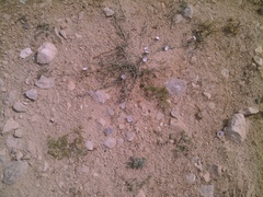 Convolvulus prostratus