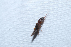 Achenomorphus corticinus