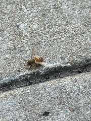 Apis mellifera