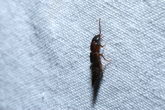 Achenomorphus corticinus