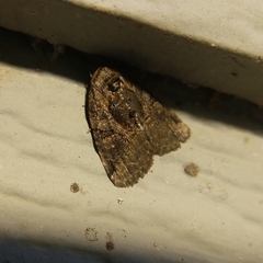 Pseudeustrotia indeterminata