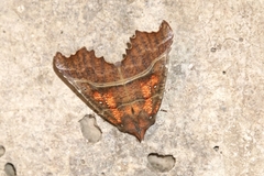 Scoliopteryx libatrix