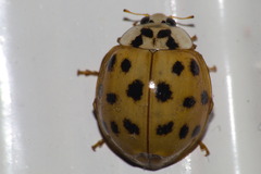 Harmonia axyridis