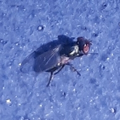 Physiphora alceae