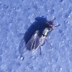 Physiphora alceae