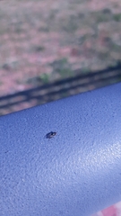 Physiphora alceae