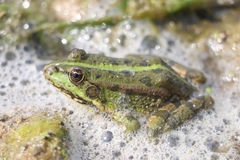 Pelophylax ridibundus