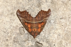 Scoliopteryx libatrix