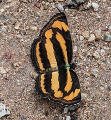 Pantoporia