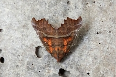 Scoliopteryx libatrix