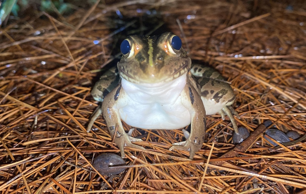 Black-spotted Frog in August 2022 by Paul Scott · iNaturalist