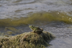 Pelophylax ridibundus