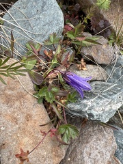 Campanula dasyantha