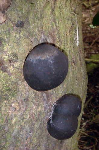 Daldinia dennisii var. microspora image