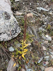 Macropodium nivale