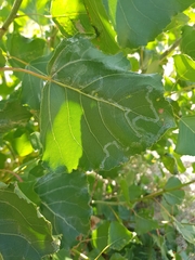 Phyllocnistis unipunctella