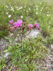 Vernonia pulchella