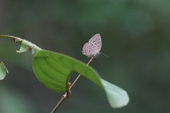 Arhopala alitaeus