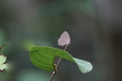 Arhopala alitaeus