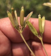 Osmorhiza occidentalis