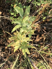 Osmorhiza occidentalis