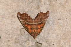 Scoliopteryx libatrix