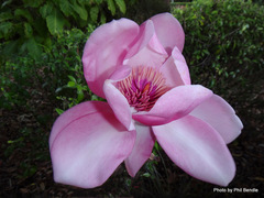 Magnolia campbellii