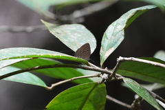 Arhopala alitaeus