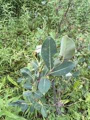 Salix kochiana
