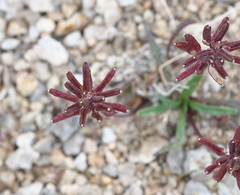 Braya glabella purpurascens