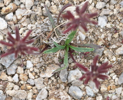 Braya glabella purpurascens