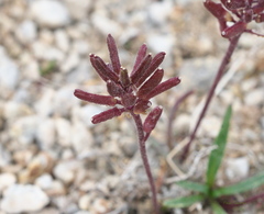 Braya glabella purpurascens