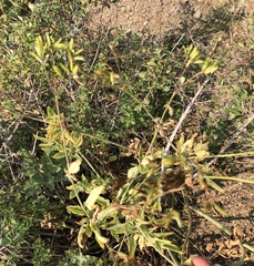 Osmorhiza occidentalis