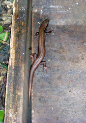 Chathams Skink photo 4