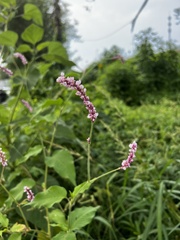 Persicaria viscosa