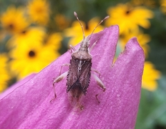 Harmostes fraterculus