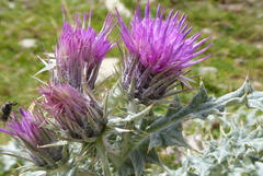 Carduus carlinoides