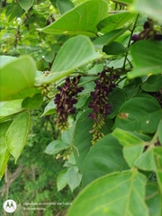 Lonchocarpus sanctuarii