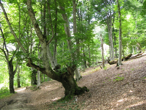 Fagus × taurica, photograph 5