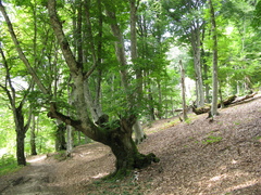 Fagus × taurica, photograph Igor Balashov, CC BY, iNaturalist via GBIF