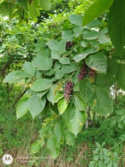 Lonchocarpus sanctuarii