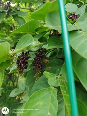 Lonchocarpus sanctuarii