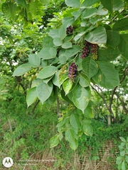 Lonchocarpus sanctuarii