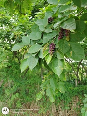 Lonchocarpus sanctuarii