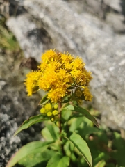 Solidago spithamaea