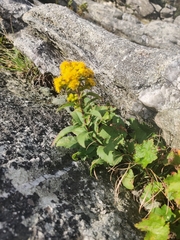 Solidago spithamaea