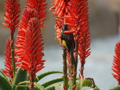 Aloe arborescens