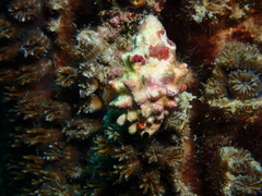 Drupella cornus