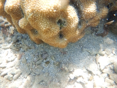 Hydnophora microconos