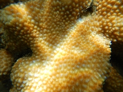 Hydnophora microconos